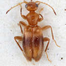 Image of Amblyderus bigibber