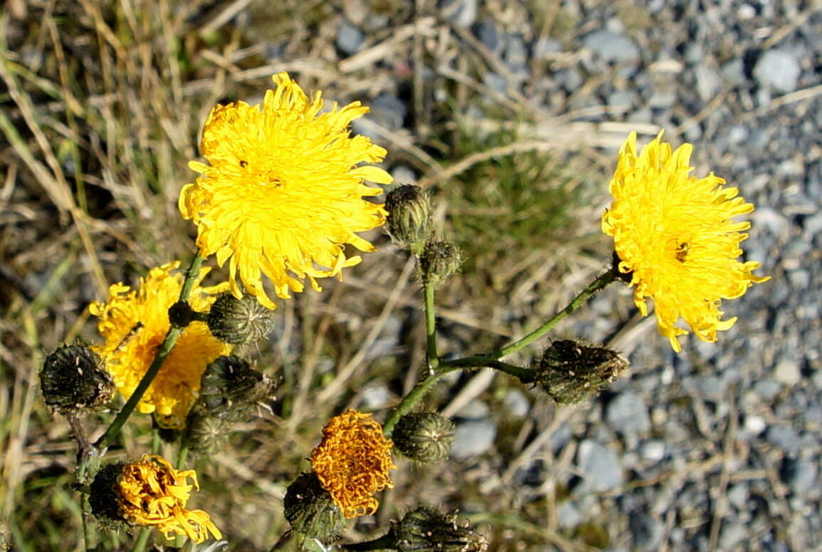 Image of sowthistle