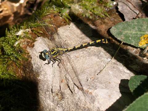 Image of blue-eyed hook-tailed dragonfly