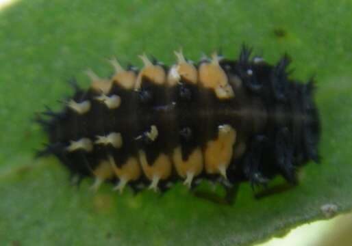 صورة Harmonia axyridis (Pallas 1773)