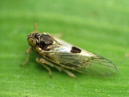 Image of planthoppers