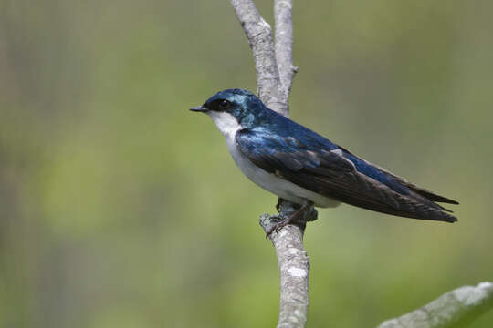 Image of Tachycineta Swallows
