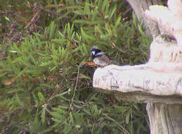 Image of Superb Fairy-wren