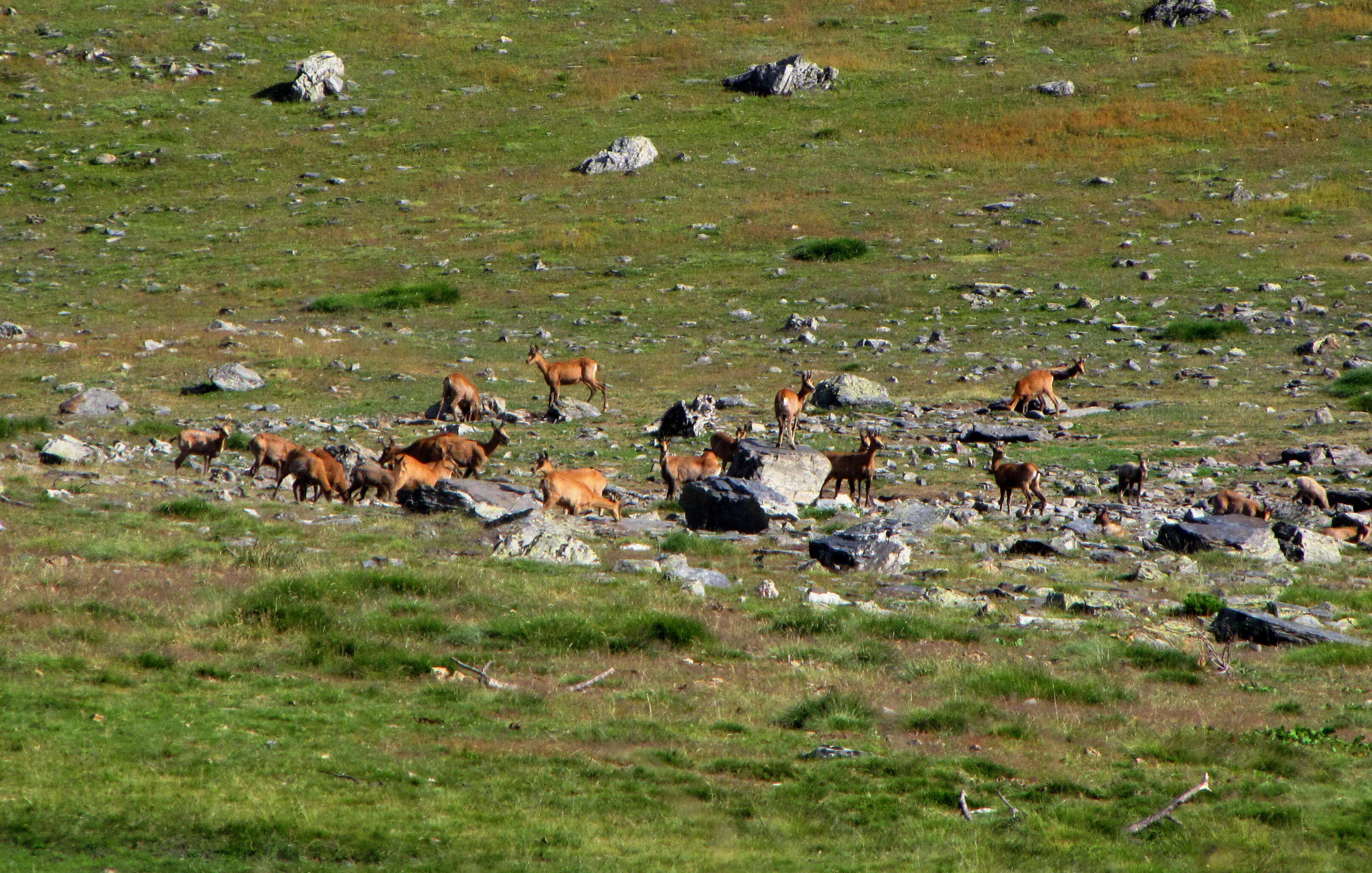 Image of Abruzzo Chamois