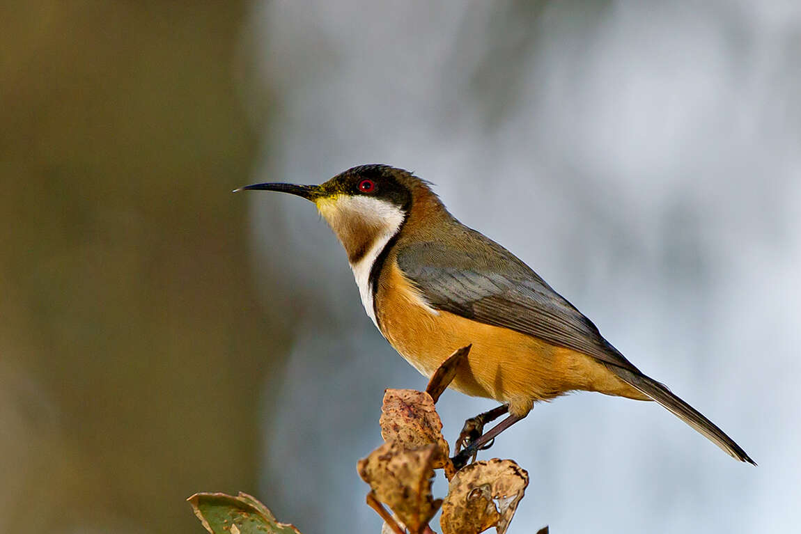 Image of Spinebill