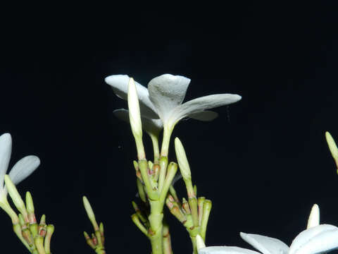 Image de Plumeria rubra L.