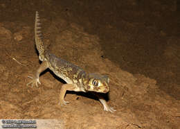 Image of Wonder geckos