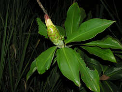 Imagem de Costus glaucus Maas