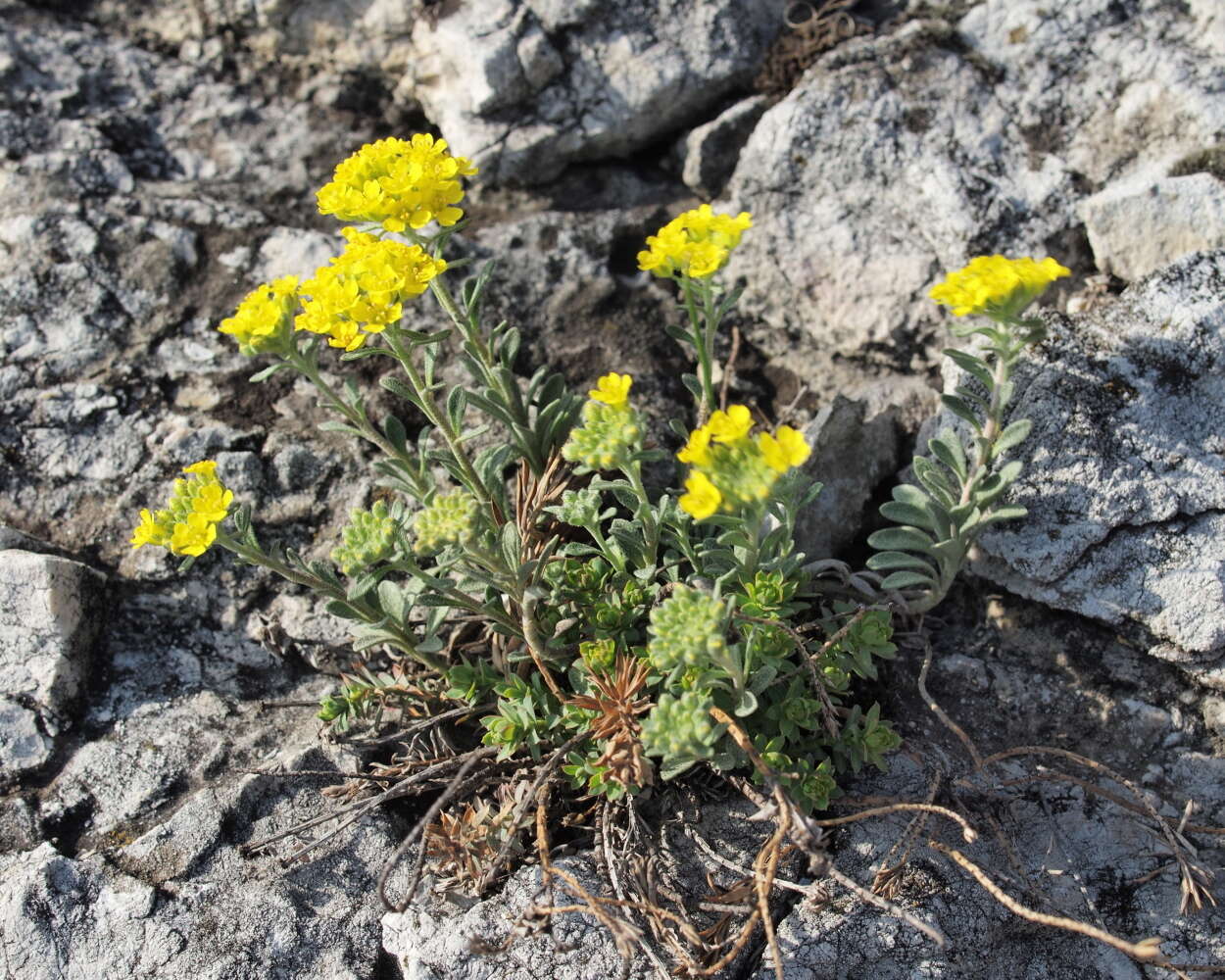 Sivun Alyssum montanum subsp. montanum kuva