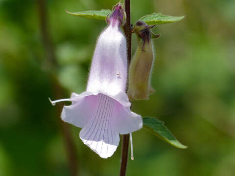 Image of African foxglove