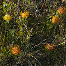 Image of Leucospermum gerrardii Stapf