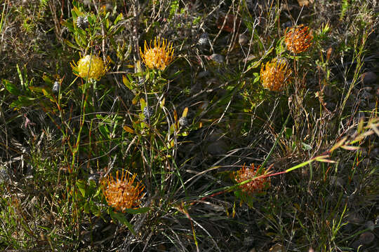 Image of Leucospermum gerrardii Stapf