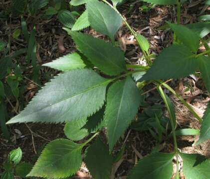 Image de Bidens asymmetrica (H. Lév.) Sherff