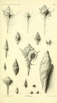 Image of Murex coppingeri E. A. Smith 1884