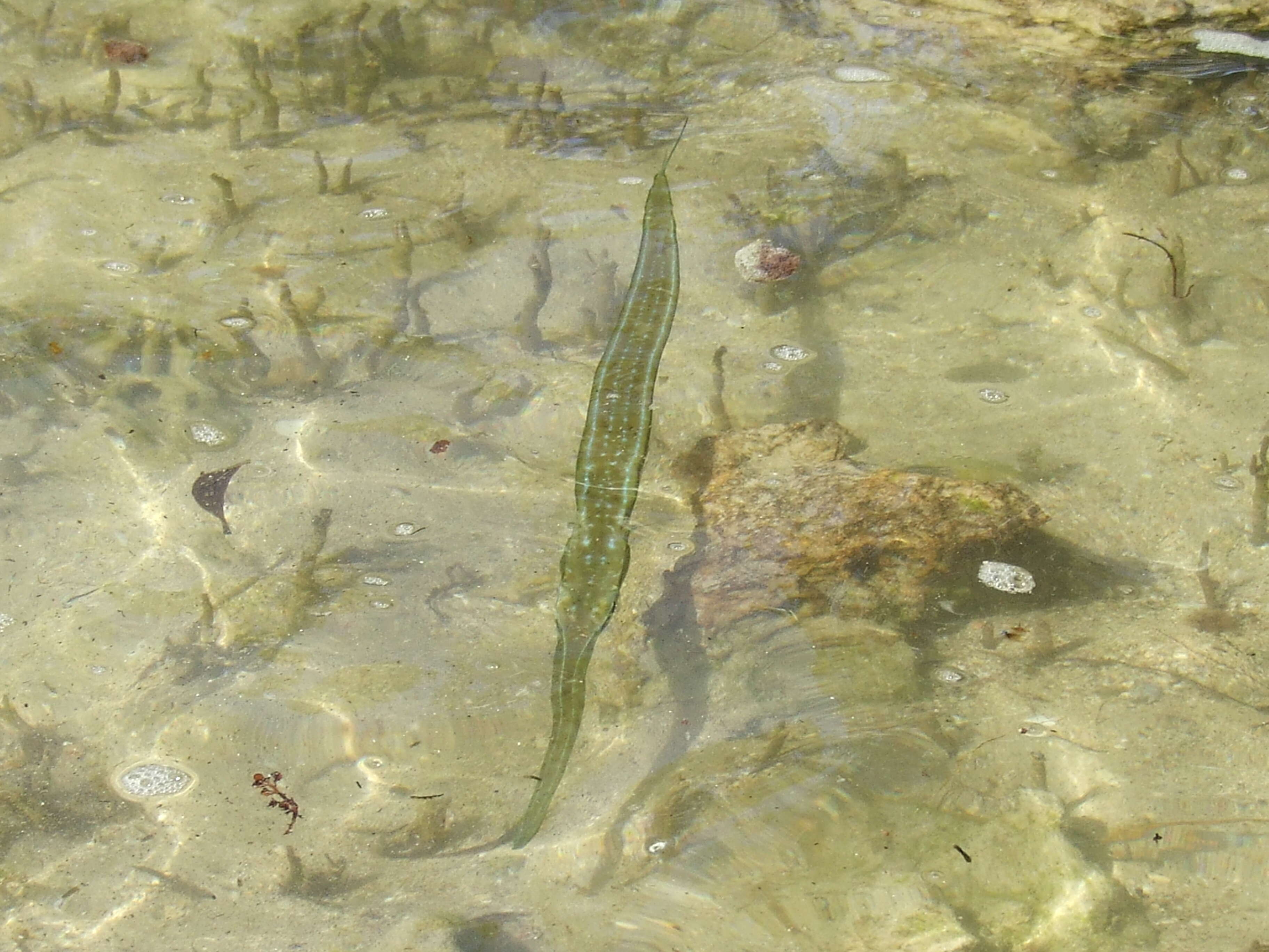 Image of trumpetfishes