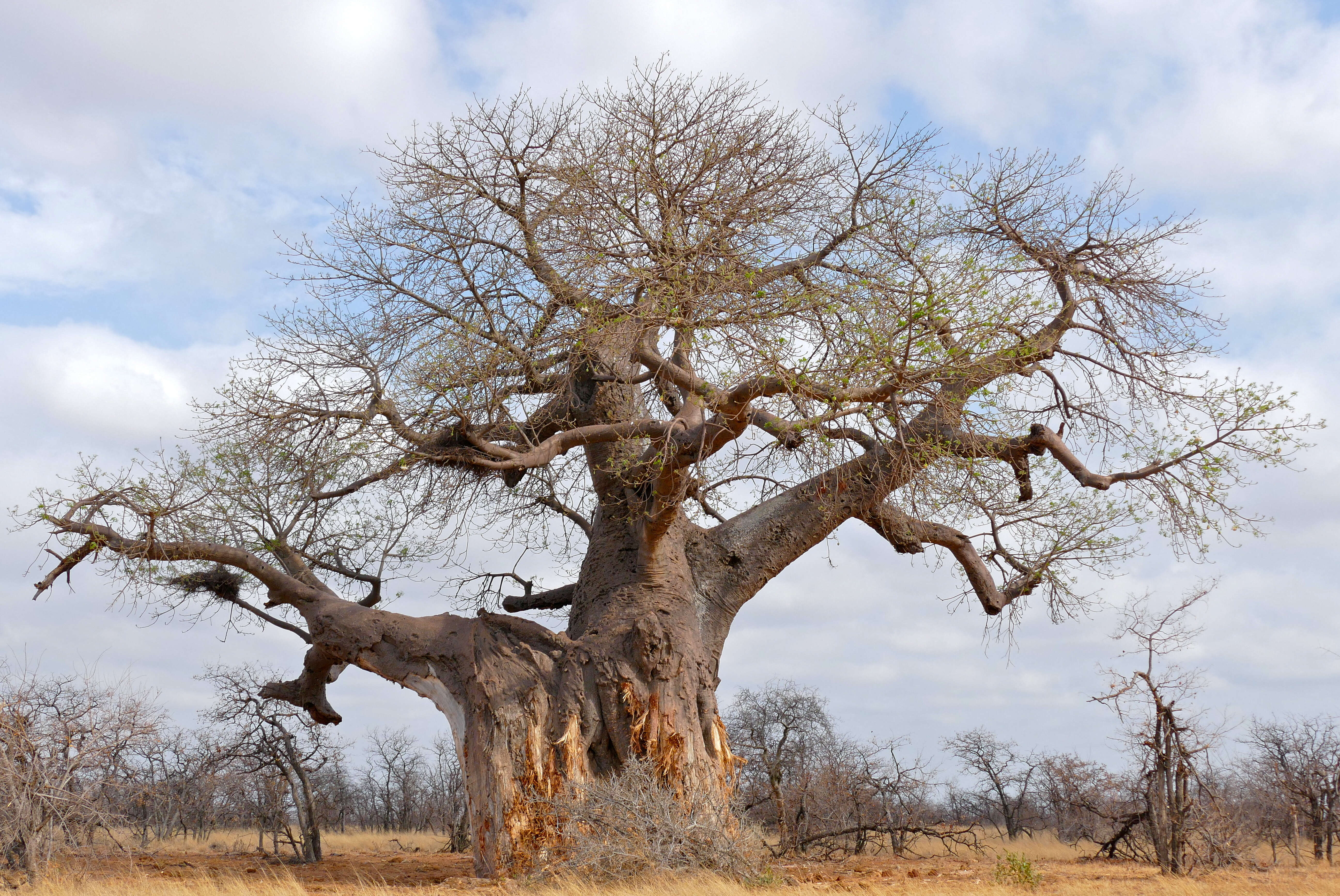 Image of Baobab