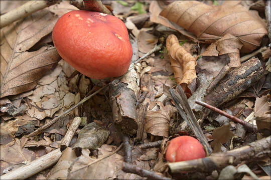 Image of Russula silvestris (Singer) Reumaux 1996