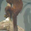 Image of Colombian Black-handed Titi Monkey