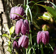 Image of fritillaries