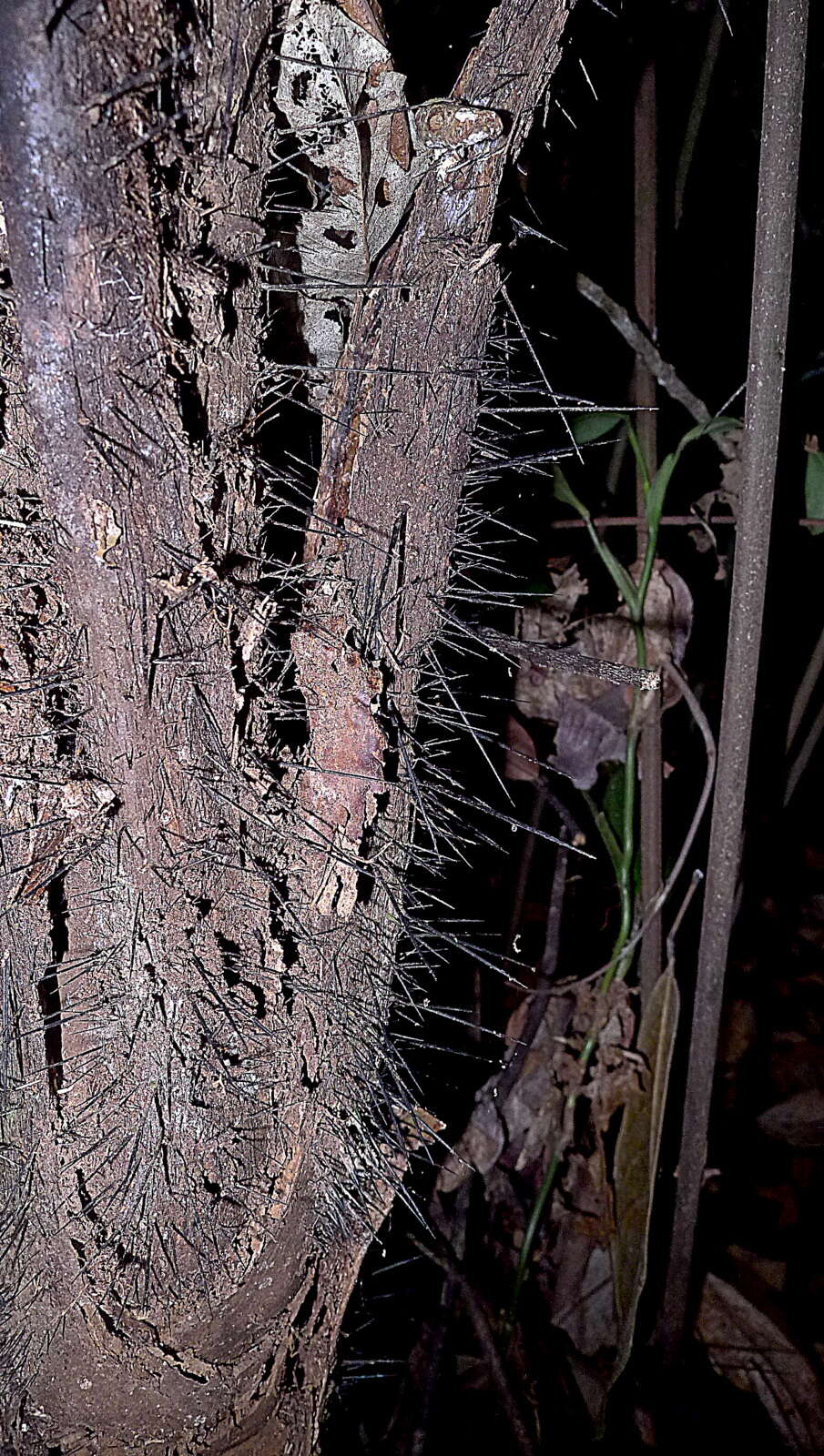 Image of Bactris acanthocarpa Mart.