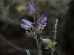 Image of Lupinus argenteus var. heteranthus (S. Watson) Barneby