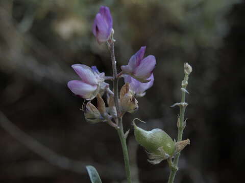 صورة Lupinus argenteus var. heteranthus (S. Watson) Barneby