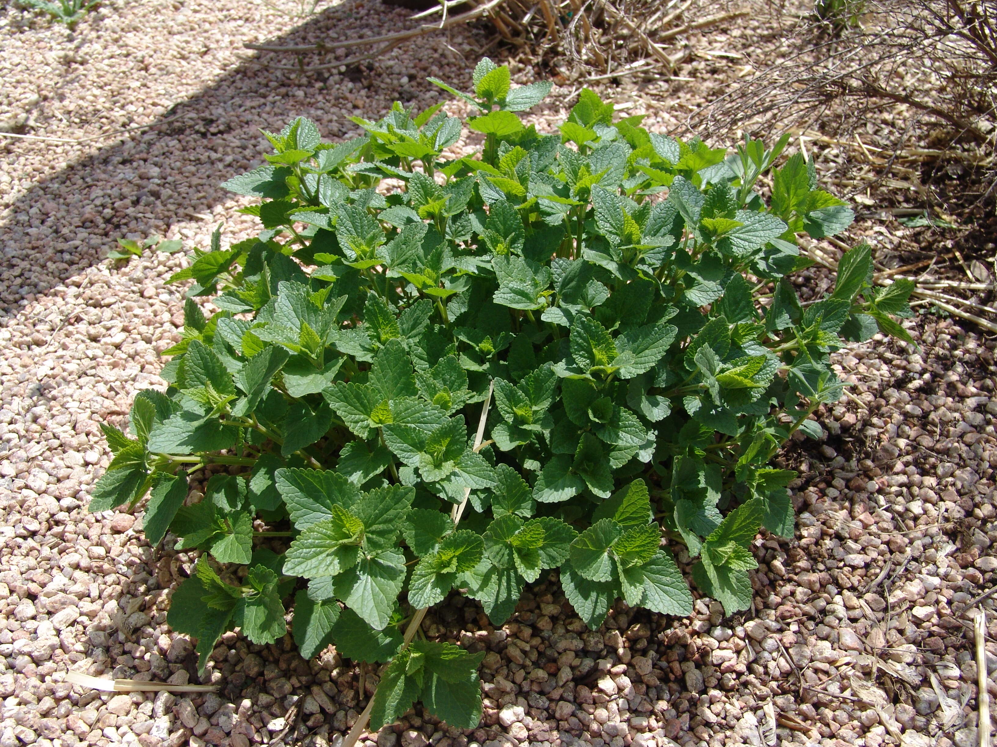 Image of giant hyssop