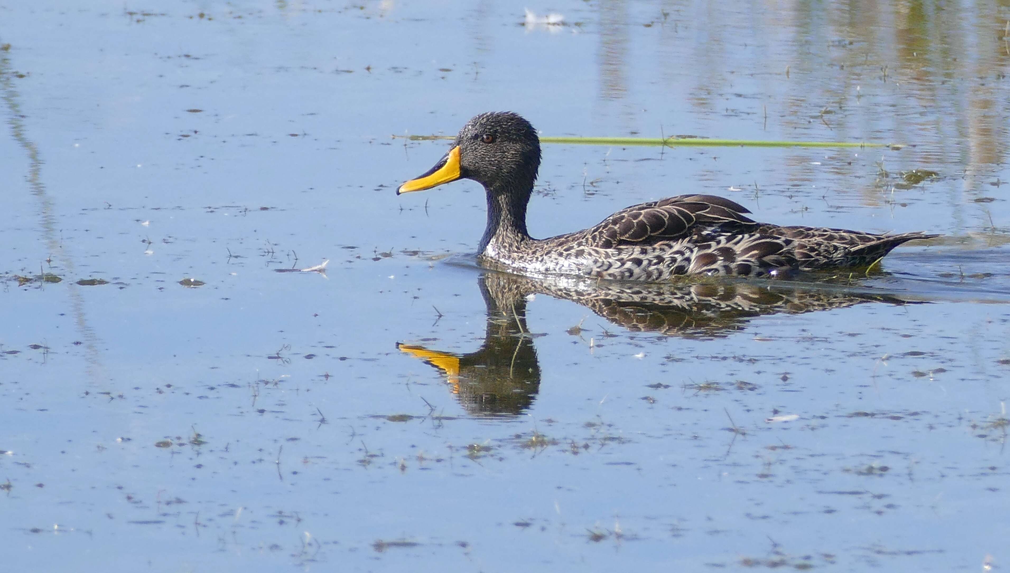 Image of Yellow-billed Duck