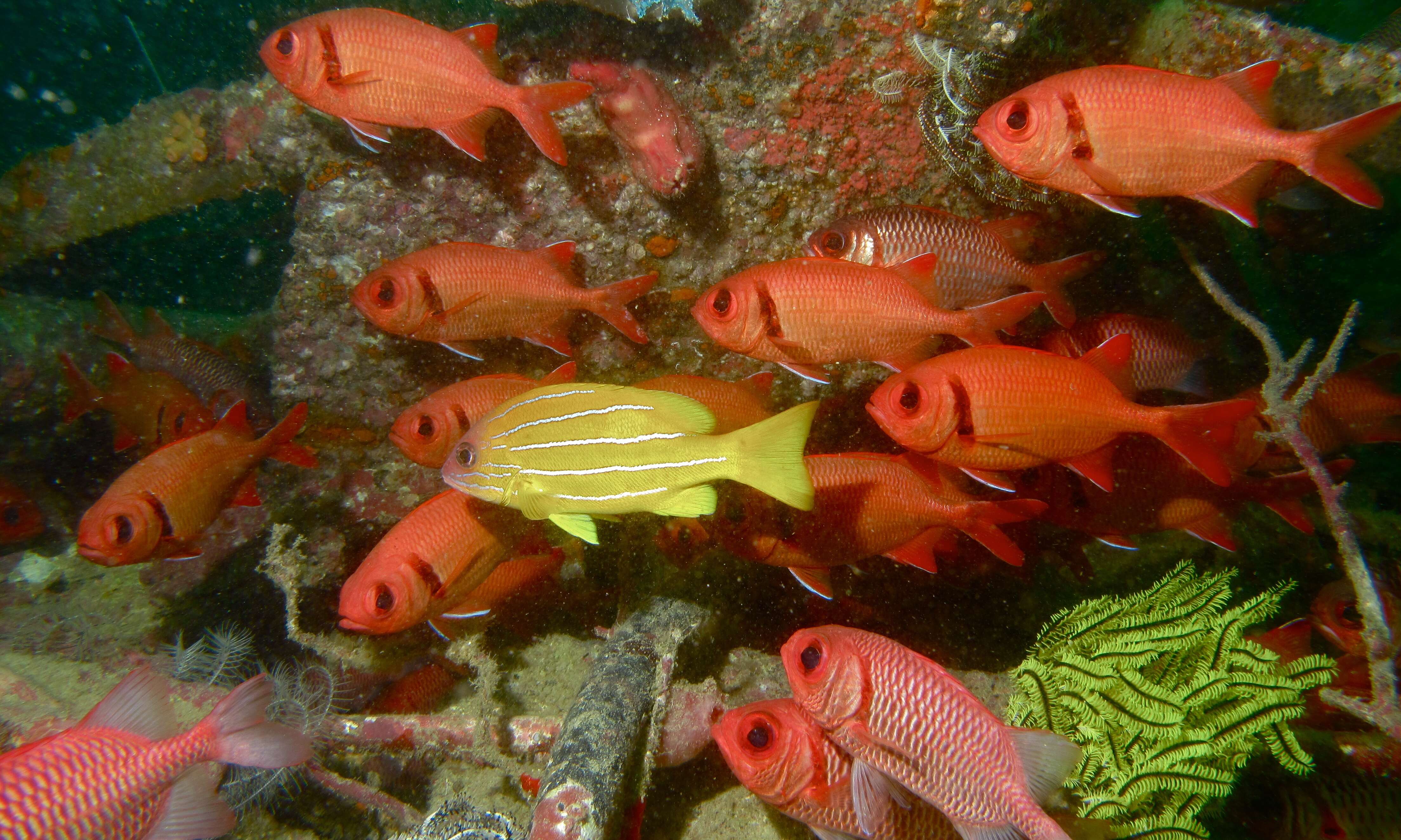 Image of Five-lined snapper