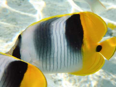 Image of Pacific Double-saddle Butterflyfish