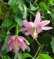 Слика од Passiflora mollissima (Kunth) Bailey