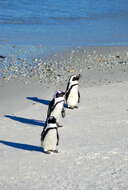 Image of African Penguin