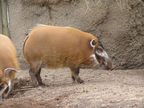 Image of African Bush Pig