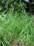 Image of Japanese Panic Grass