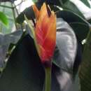 Image of Heliconia episcopalis Vell.