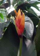 Image of Heliconia episcopalis Vell.