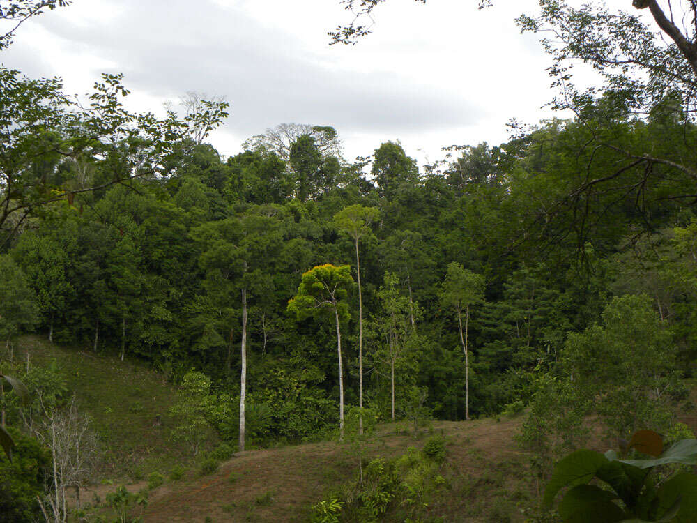 Слика од Vochysia guatemalensis J. D. Smith