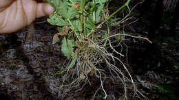 Image of Panicum sciurotoides Zuloaga & Morrone