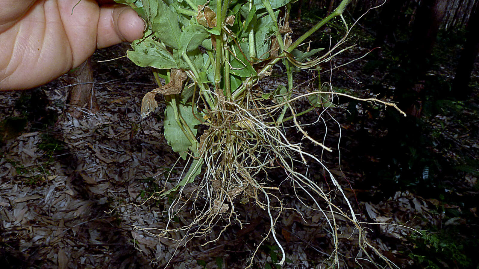 Imagem de Panicum sciurotoides Zuloaga & Morrone