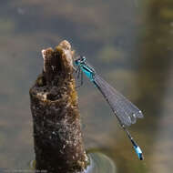 Image of Common Bluetail