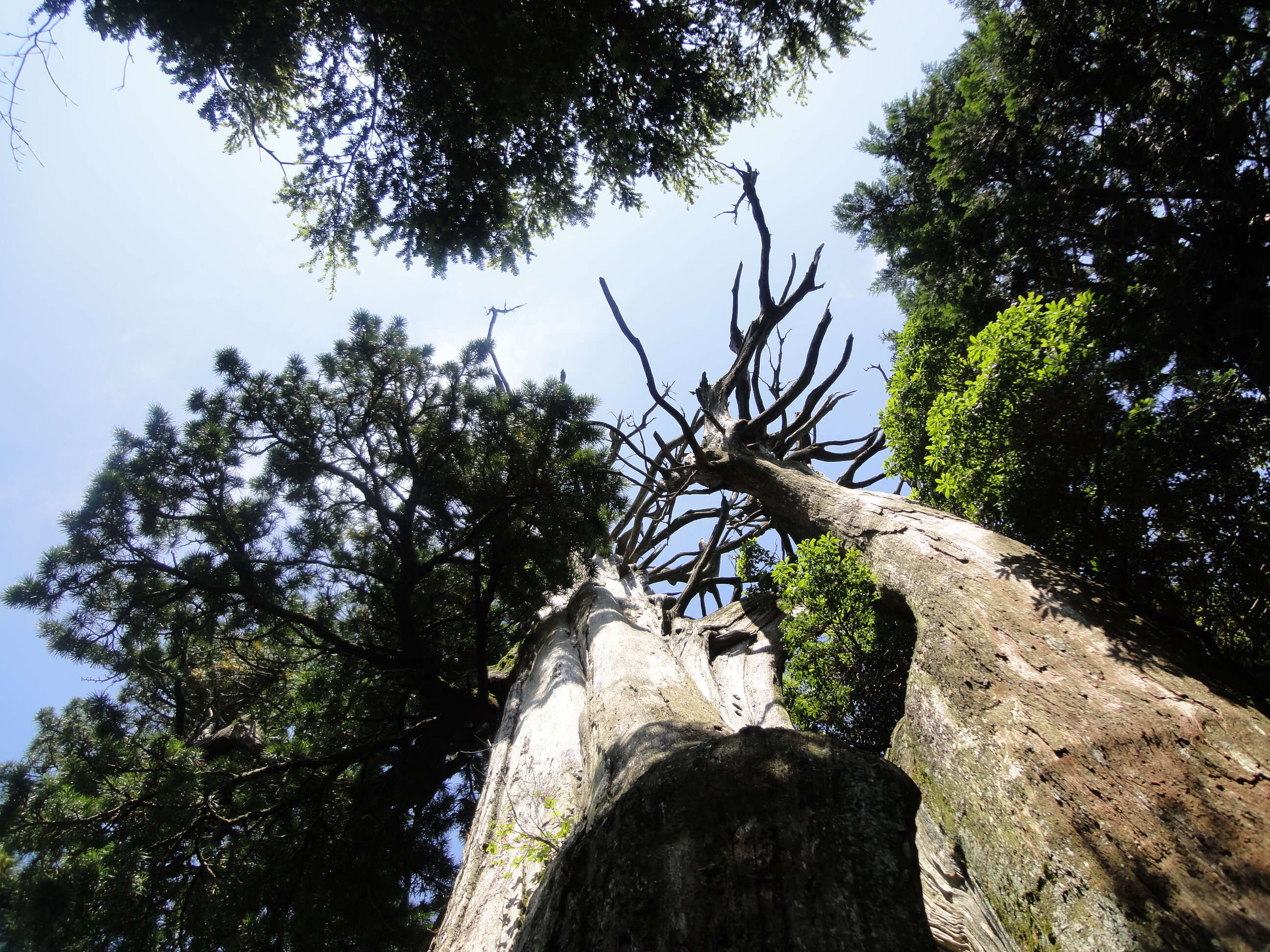 Image of umbrella-pine family