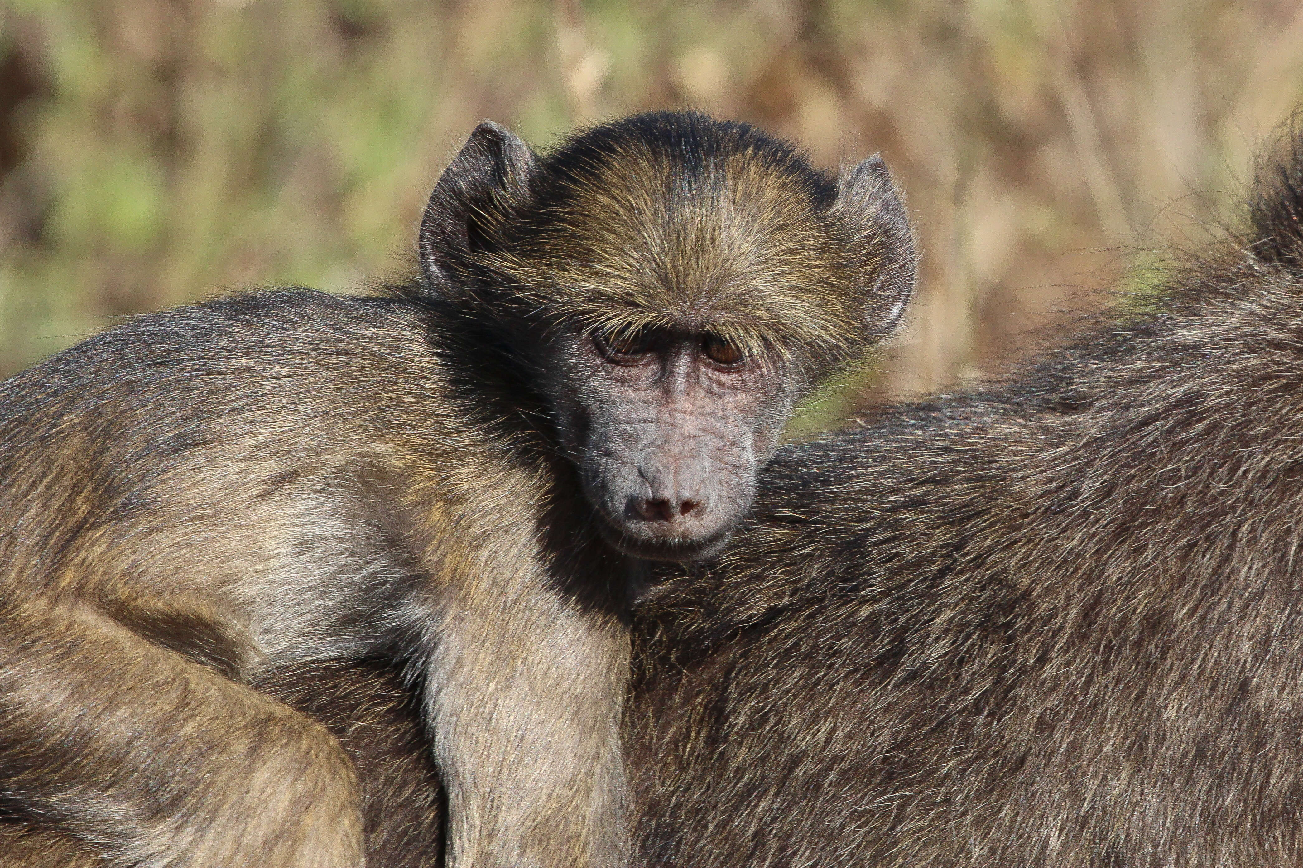 Image of Baboon