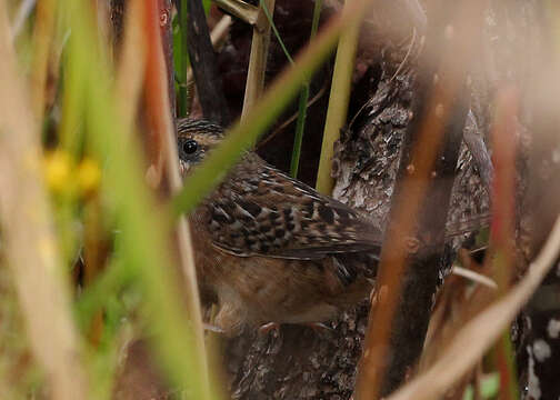 Image of Grass Wren