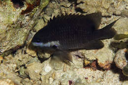 Image of dusky farmerfish