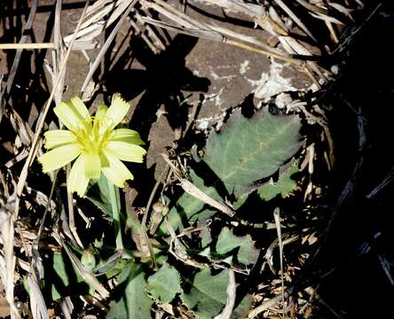 Image of Launaea procumbens (Roxb.) Amin