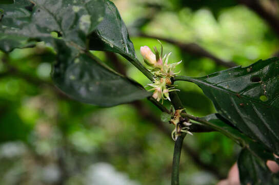 Image of Silvianthus bracteatus Hook. fil.