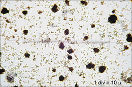 Image of Microbotryomycetes