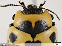 صورة Deuterocampta leucomelaena