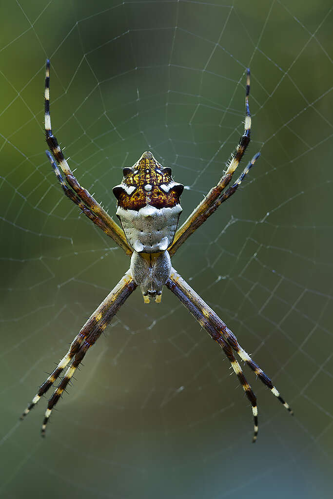 Image of Argiope