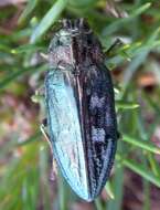 Image of Flatheaded Pine Borer